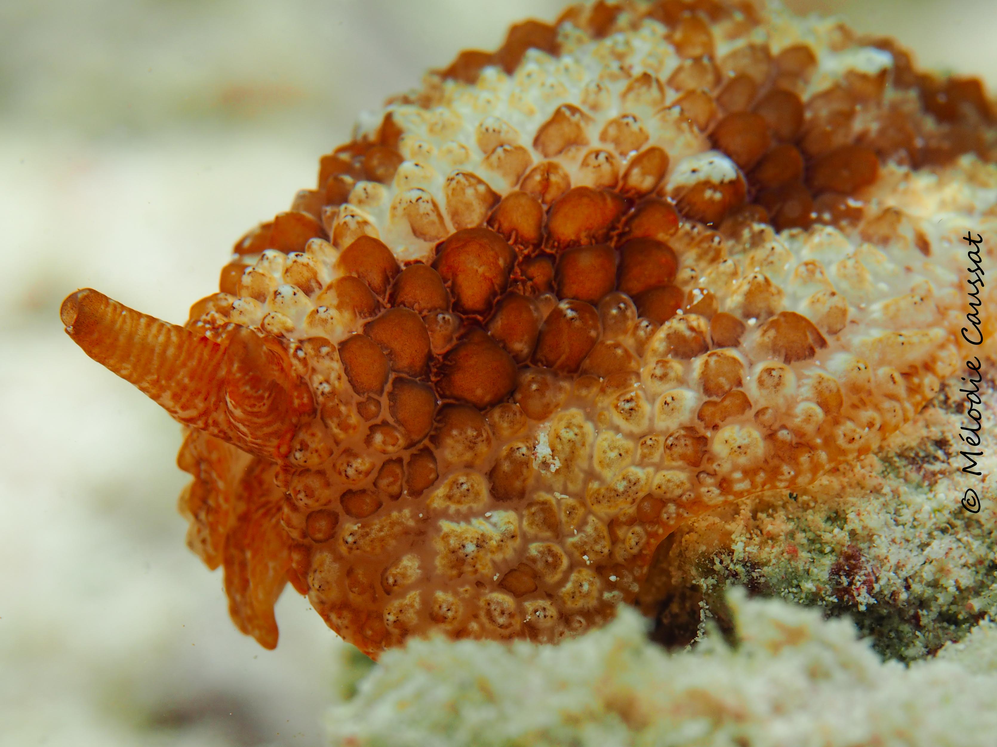 Pleurobranchus aerolatus