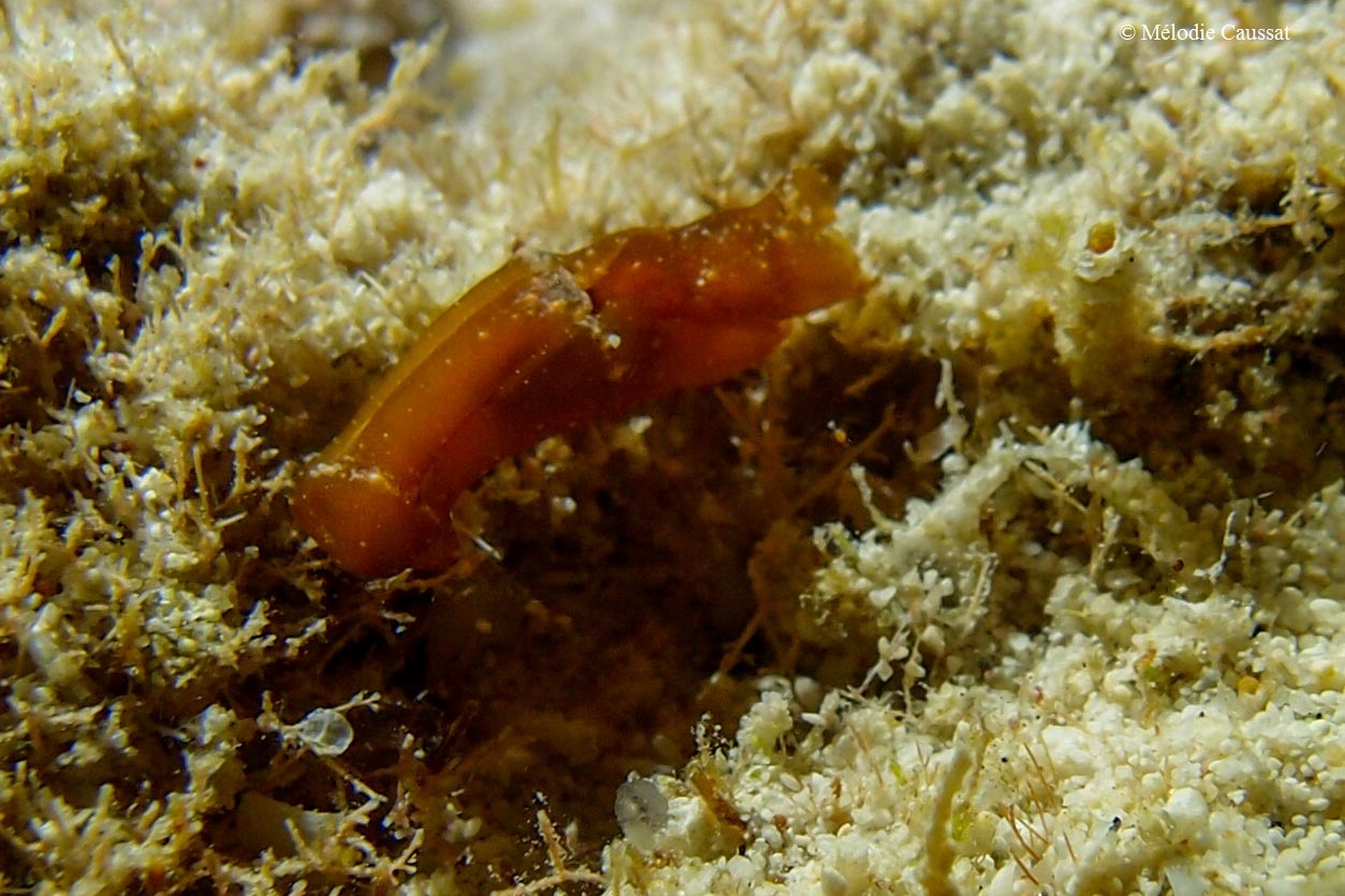Philinopsis aeci