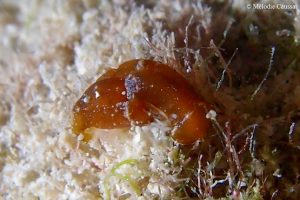 Spinoaglaja cf. aeci