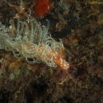 Spurilla braziliana