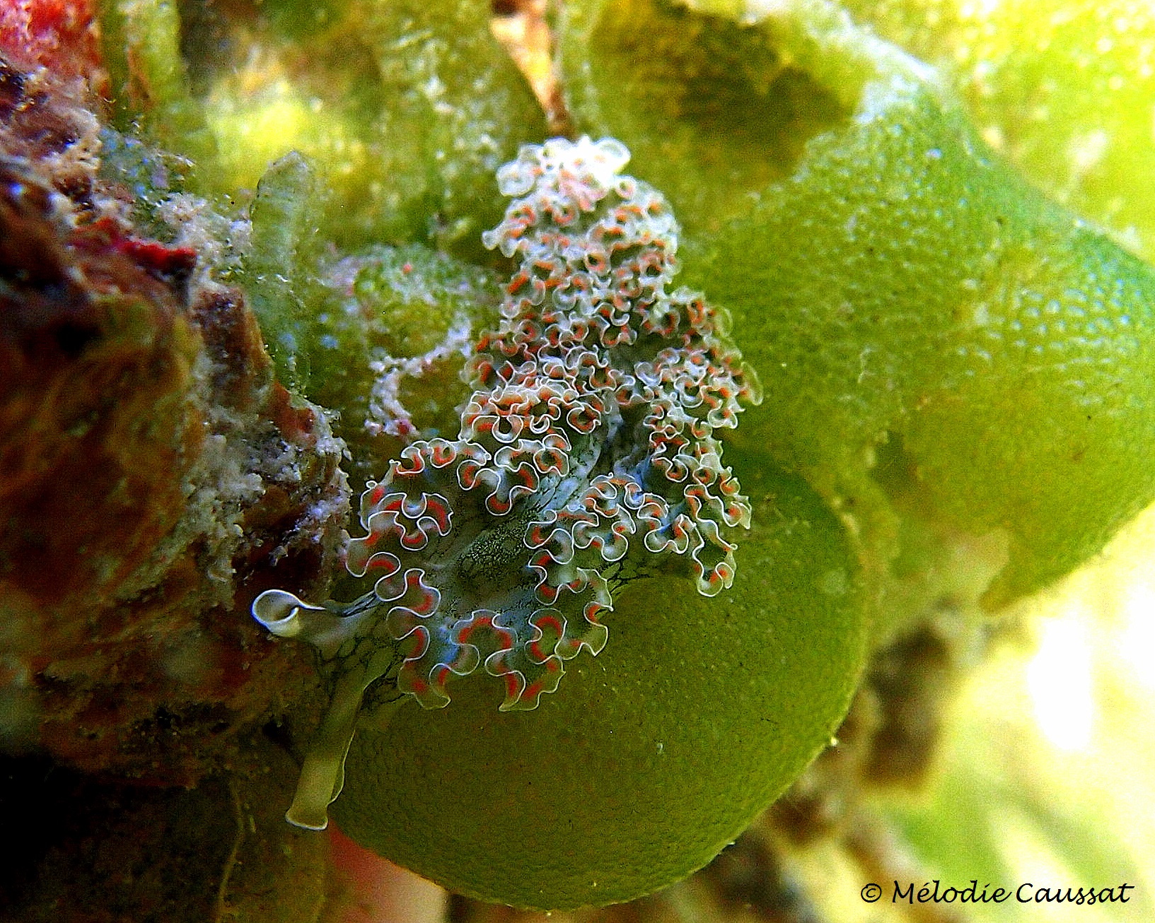 Elysia crispata