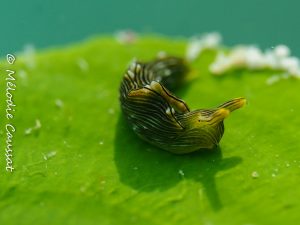 Elysia pratensis
