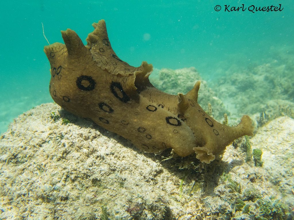 Aplysia dactylomela