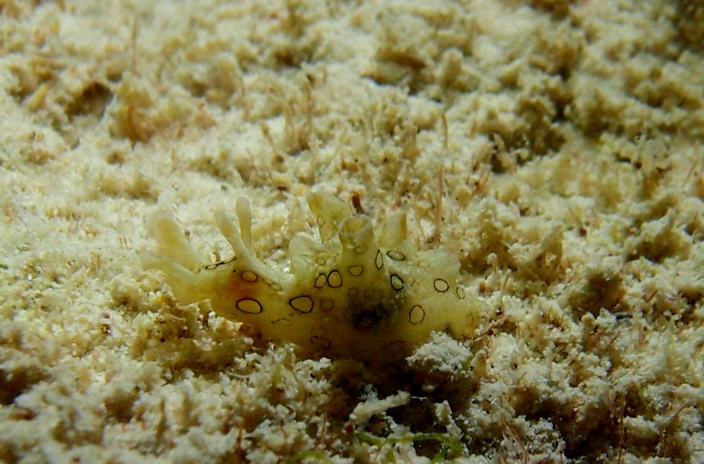 Aplysia dactylomela