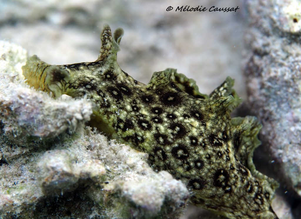 Aplysia dactylomela