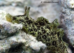 Aplysia dactylomela