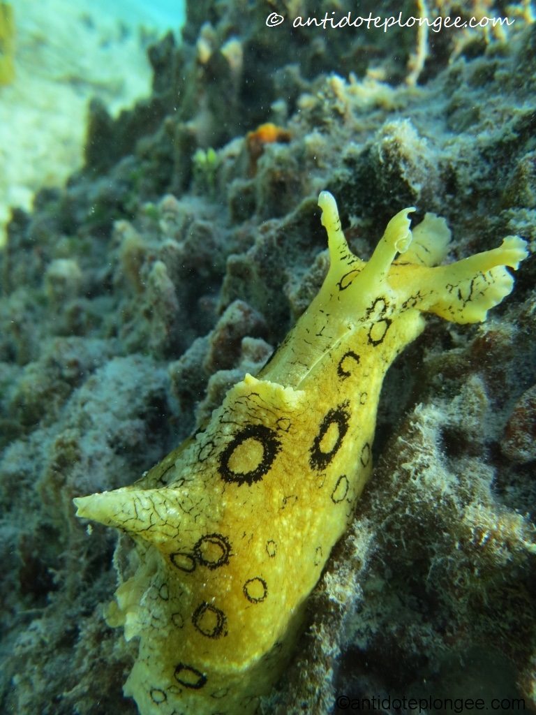 Aplysia dactylomela
