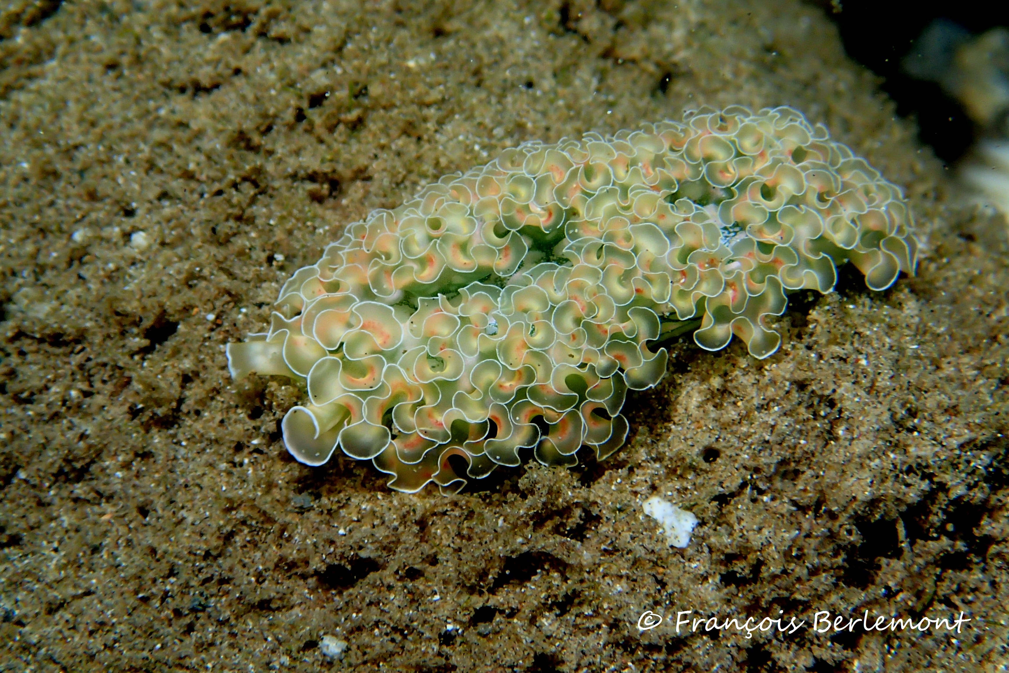 Elysia crispata aux Saintes