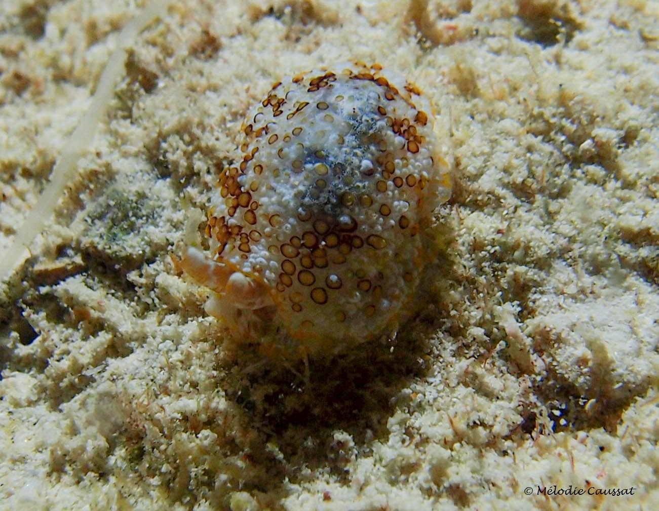 Pleurobranchus areolatus