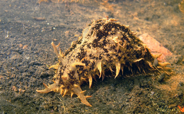Bursatella leachii
