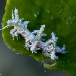 Limenandra nodosa