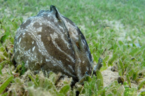 Syphonota geographica