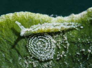 Elysia zuleicae