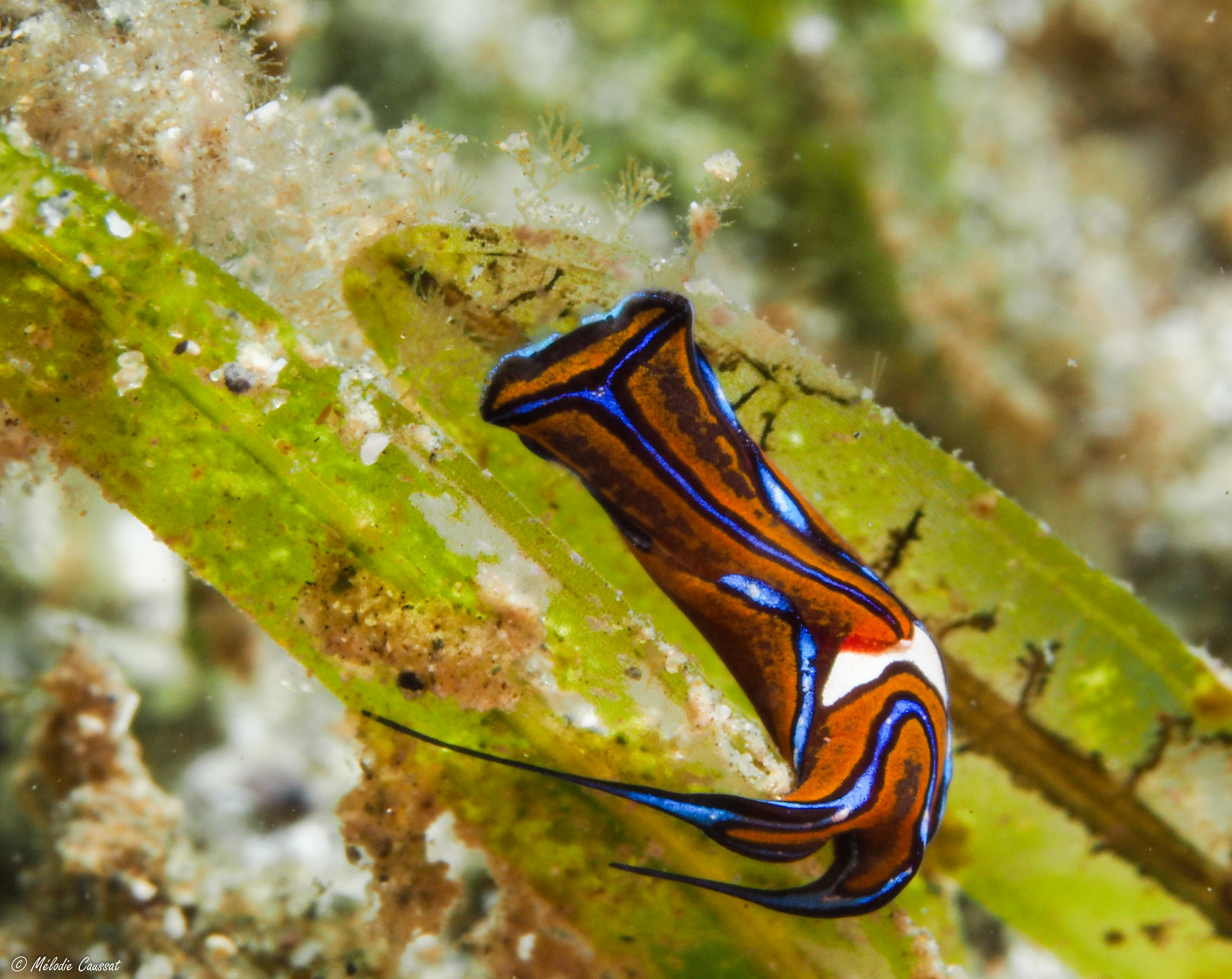 Chelidonura hirundinina