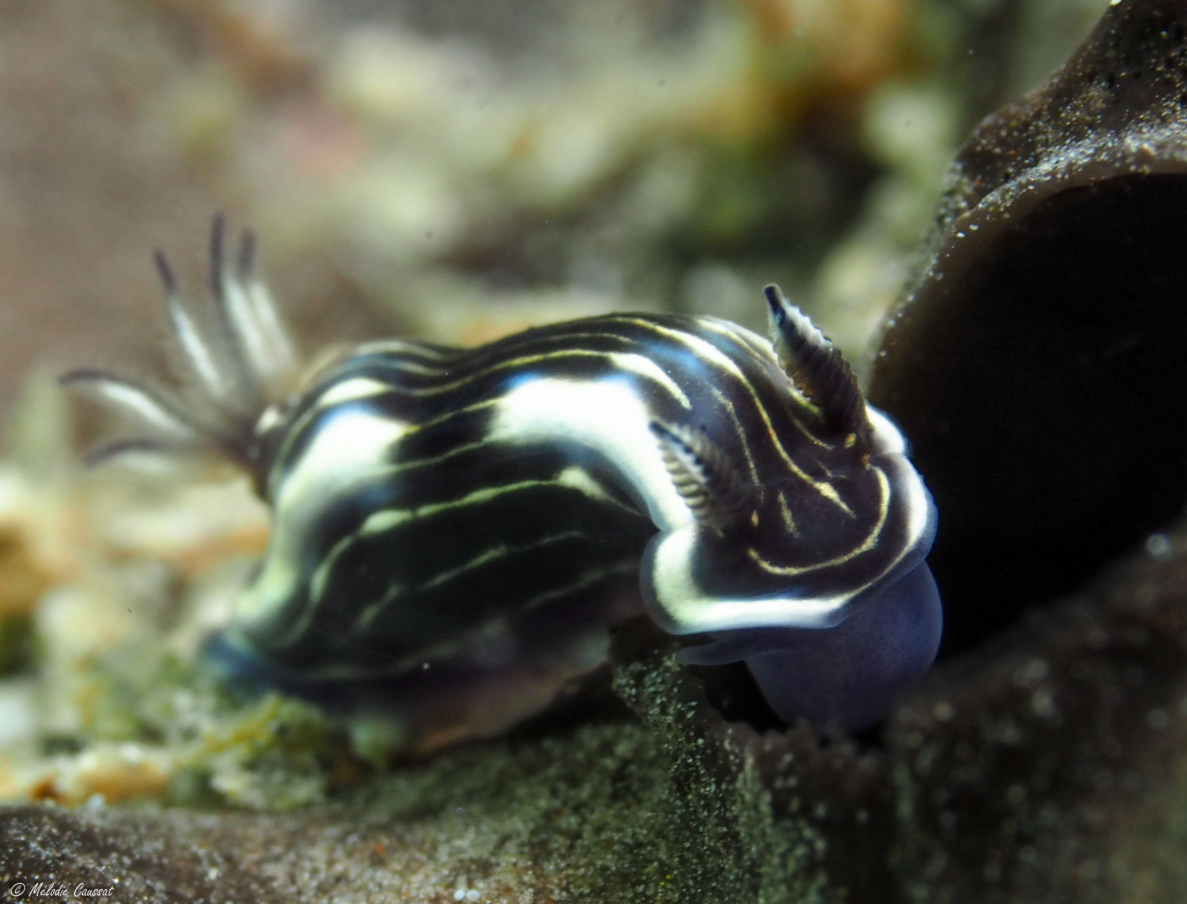 Felimare ruthae