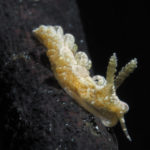 Spurilla sargassicola