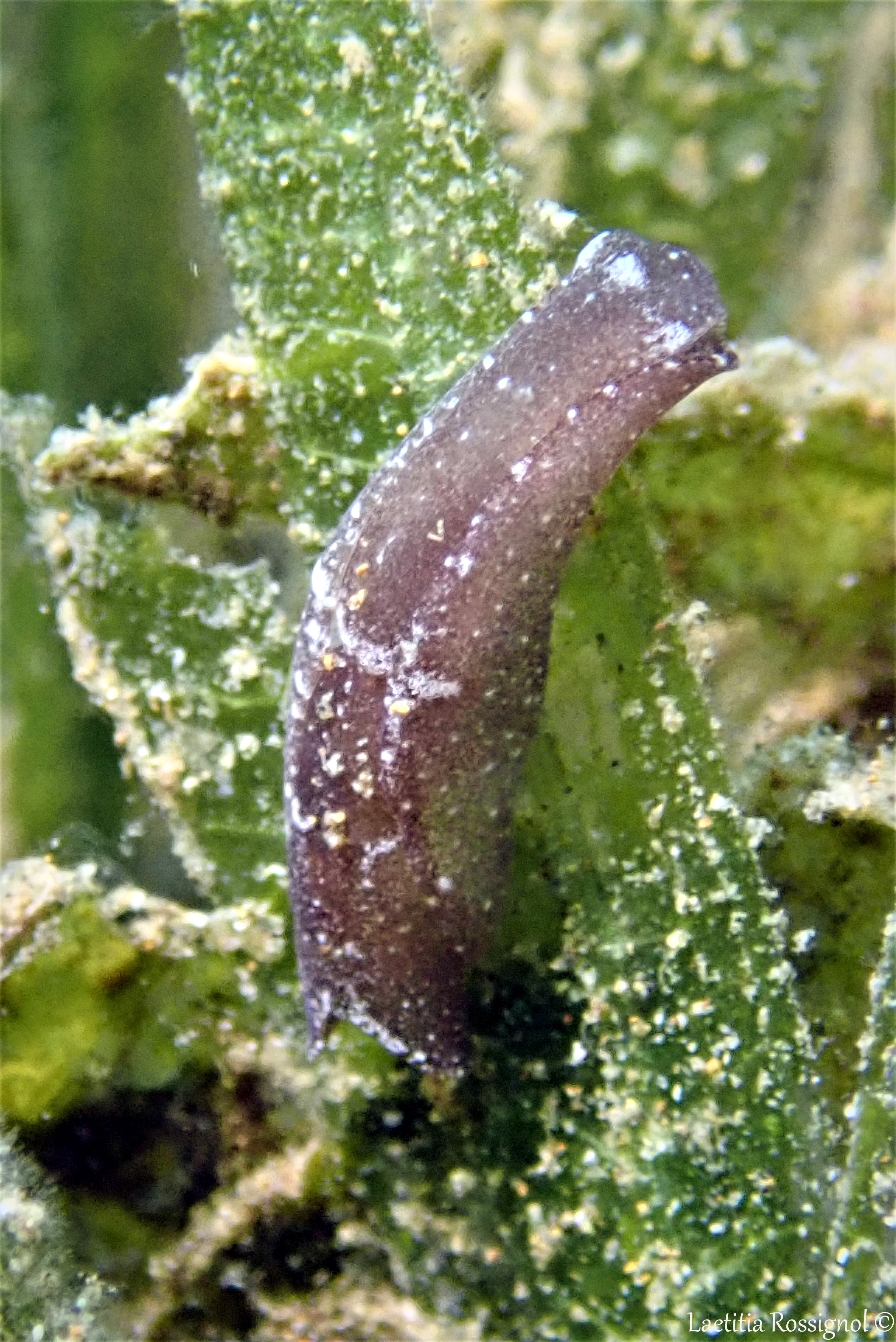 Spinoaglaja petra