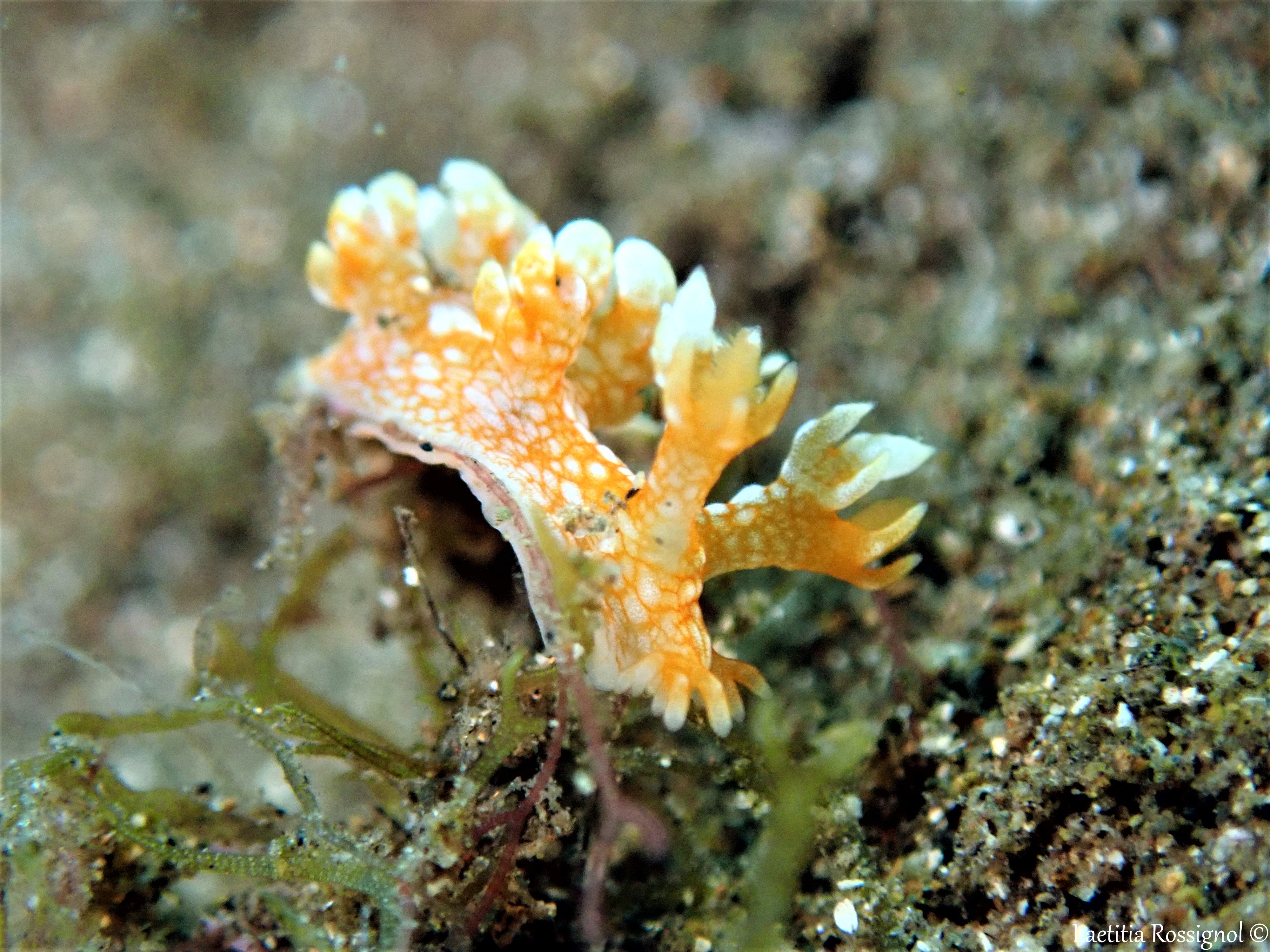 Bornella calcarata