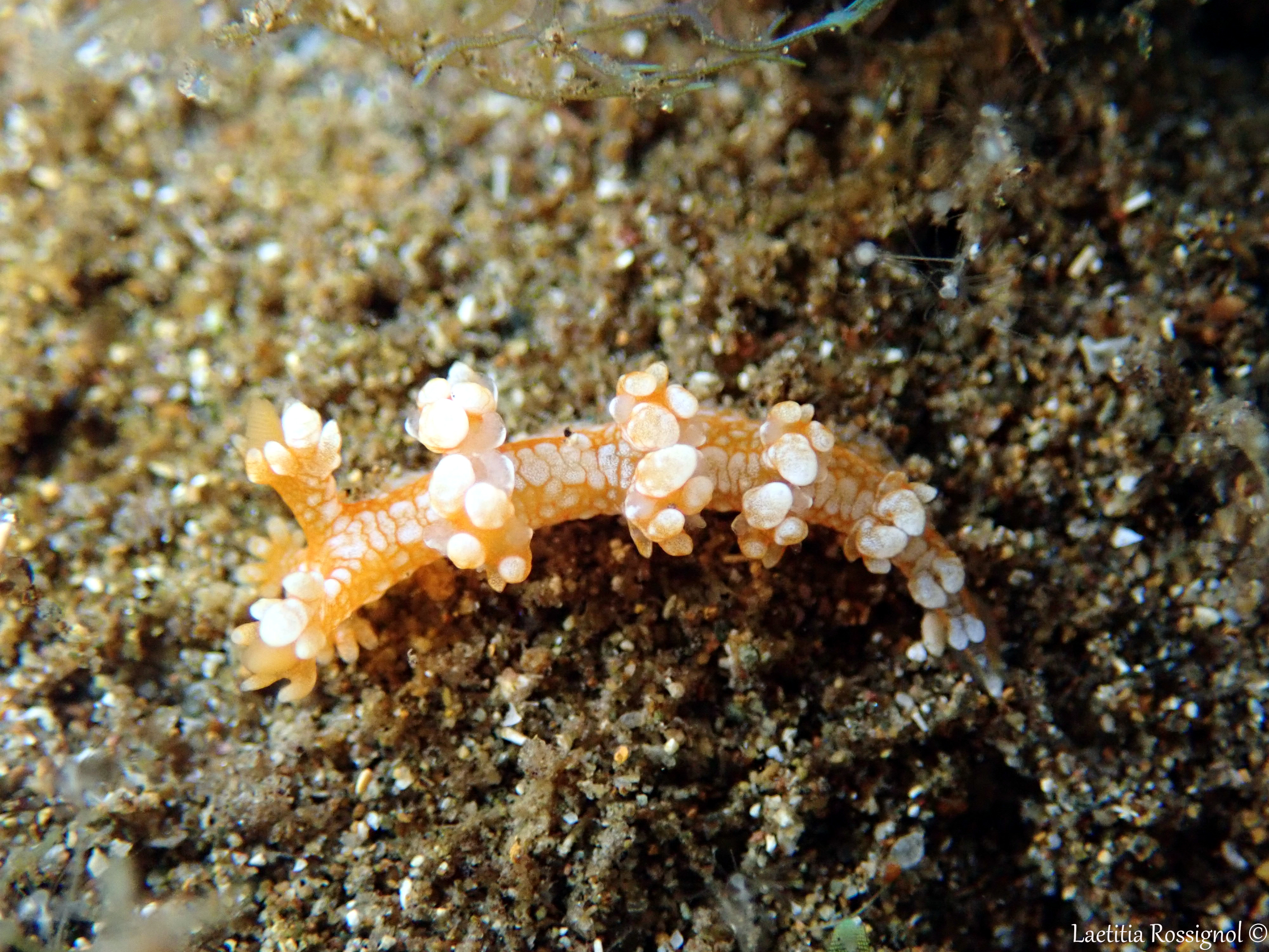 Bornella calcarata