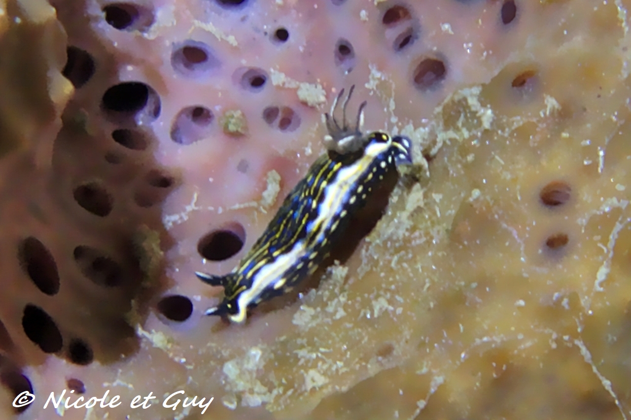 Felimare ruthae