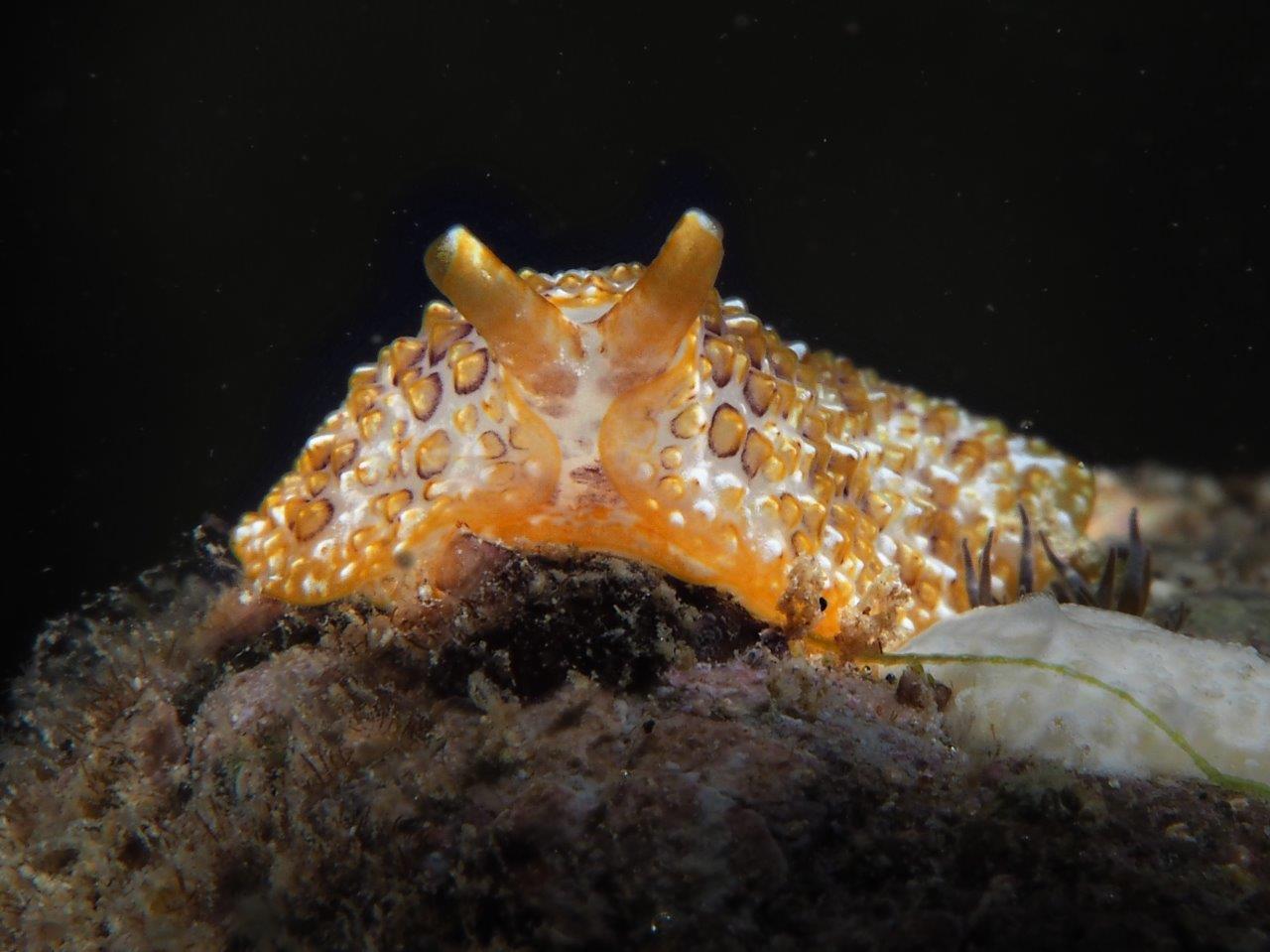 Pleurobranchus aerolatus