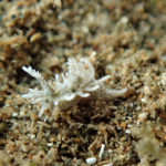 Bermudella zoobotryon