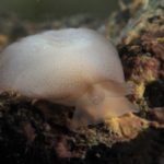 Berthella agassizii