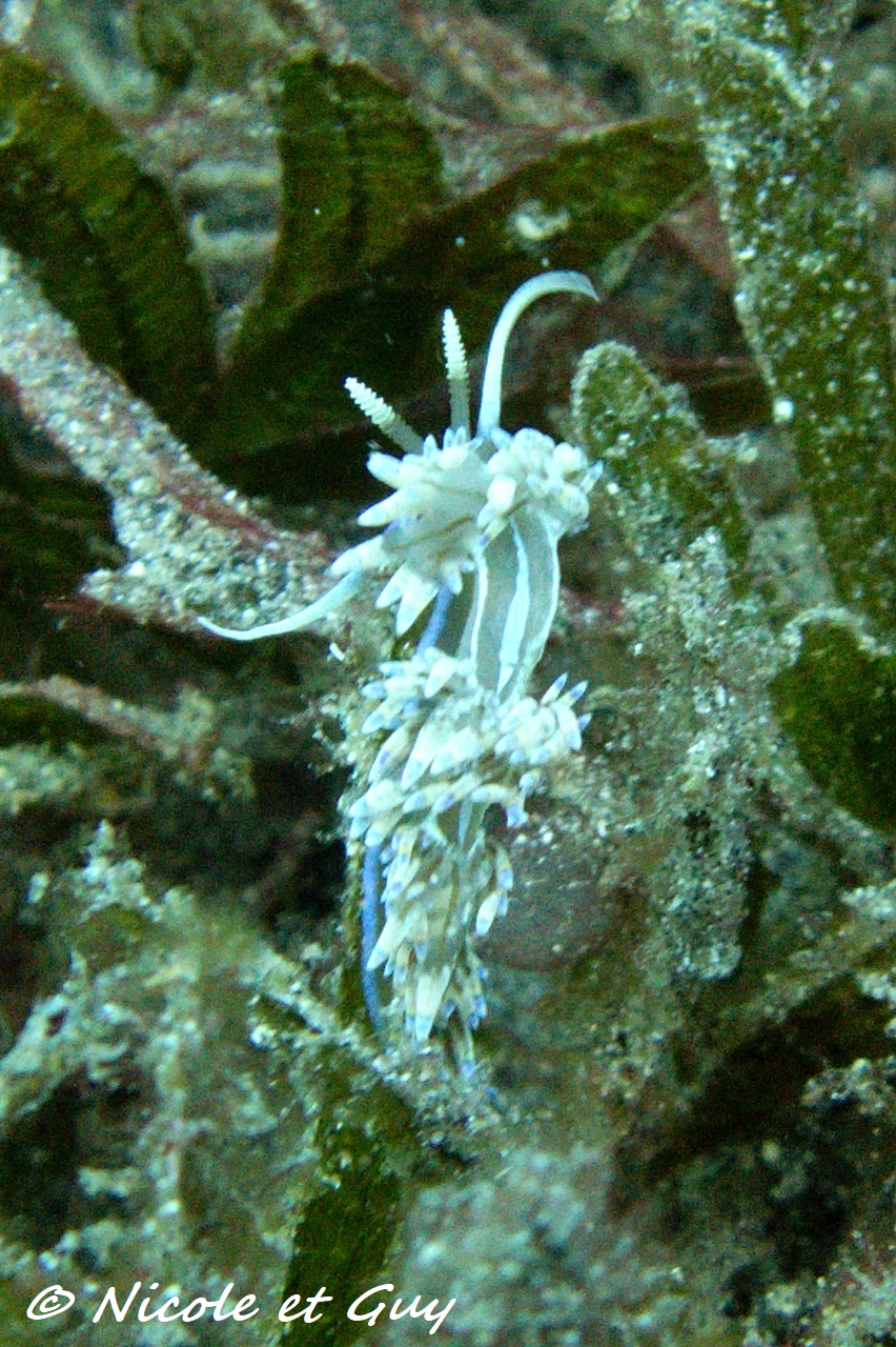 Dondice occidentalis 