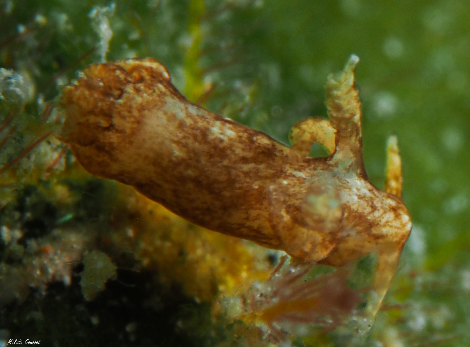 Trapania maringa