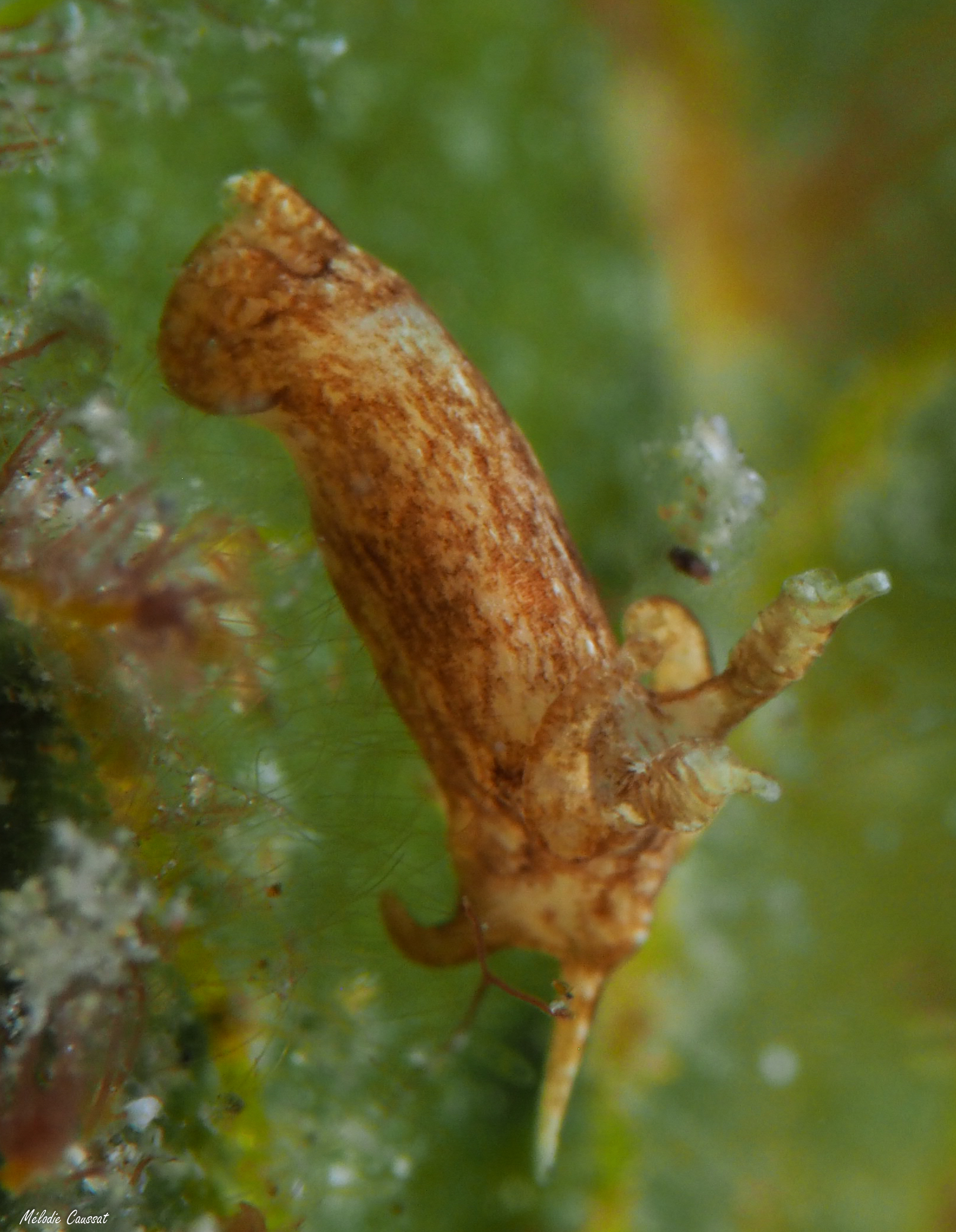 Trapania maringa