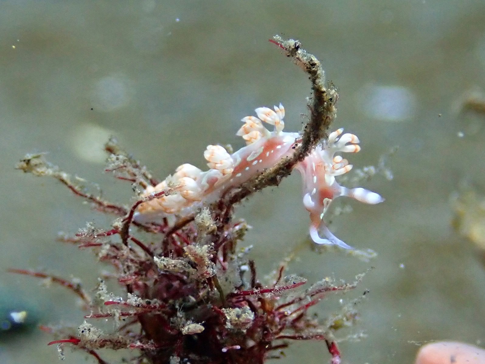 Flabellina engeli
