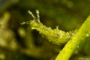 Petalifera ramosa