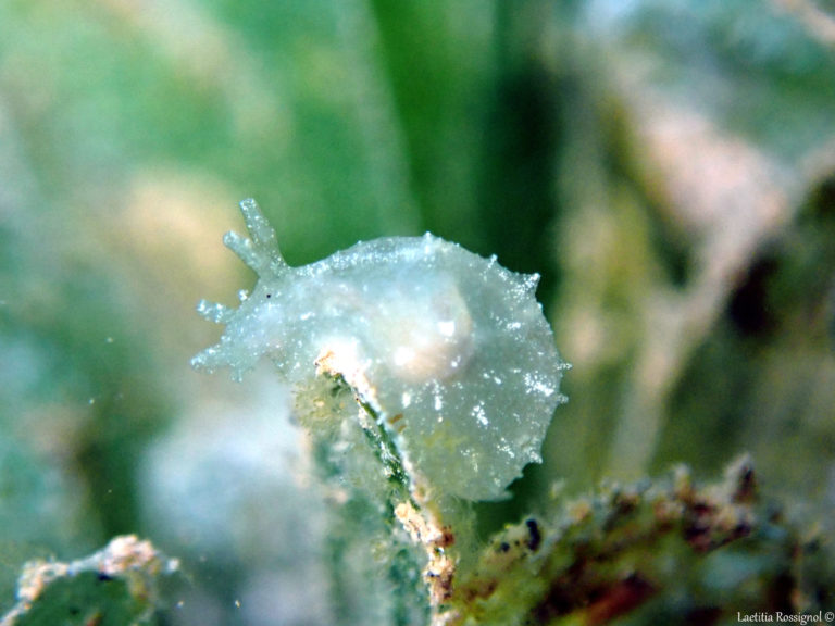 Notarchus punctatus