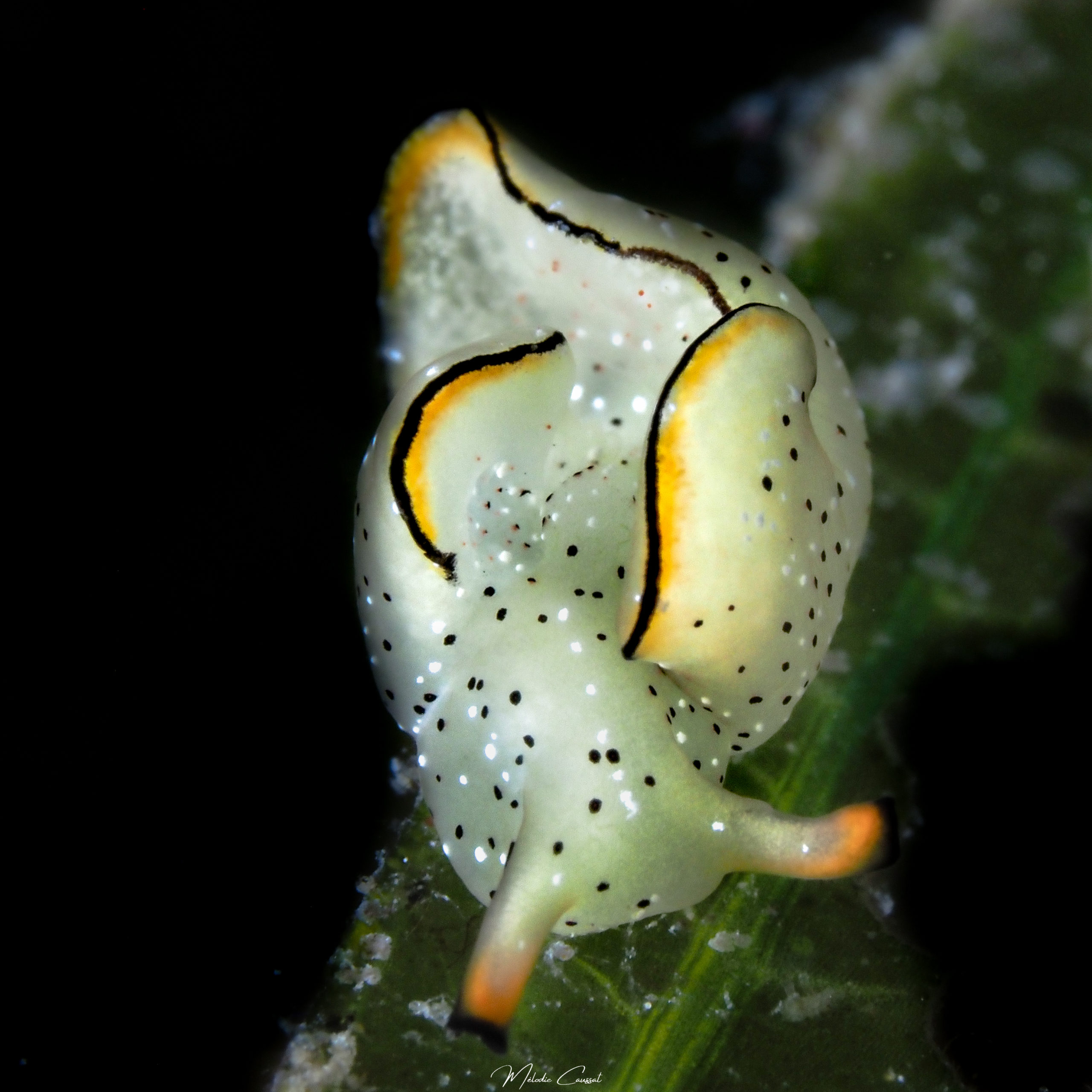 Elysia ornata aux Saintes