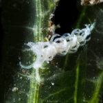 Noumeaella kristenseni