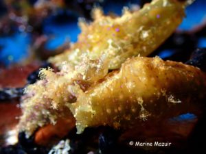 Petalifera ramosa