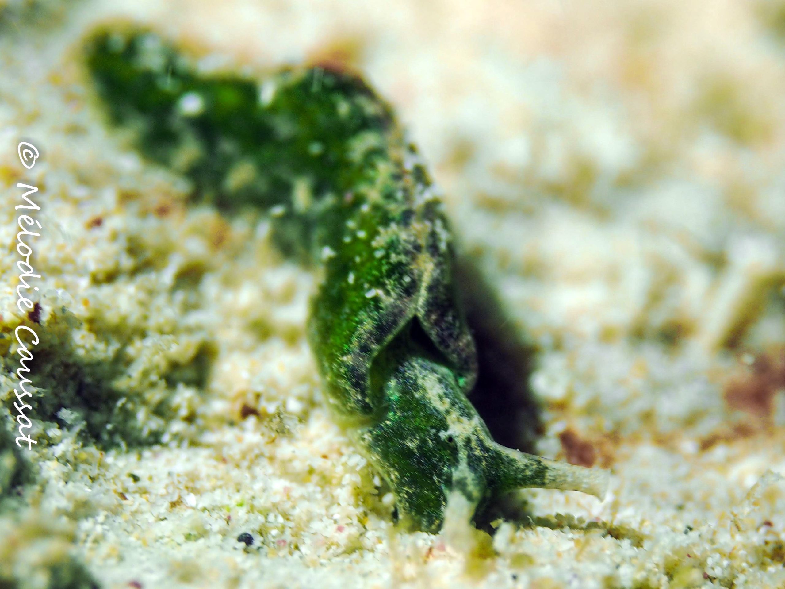 Elysia velutinus 