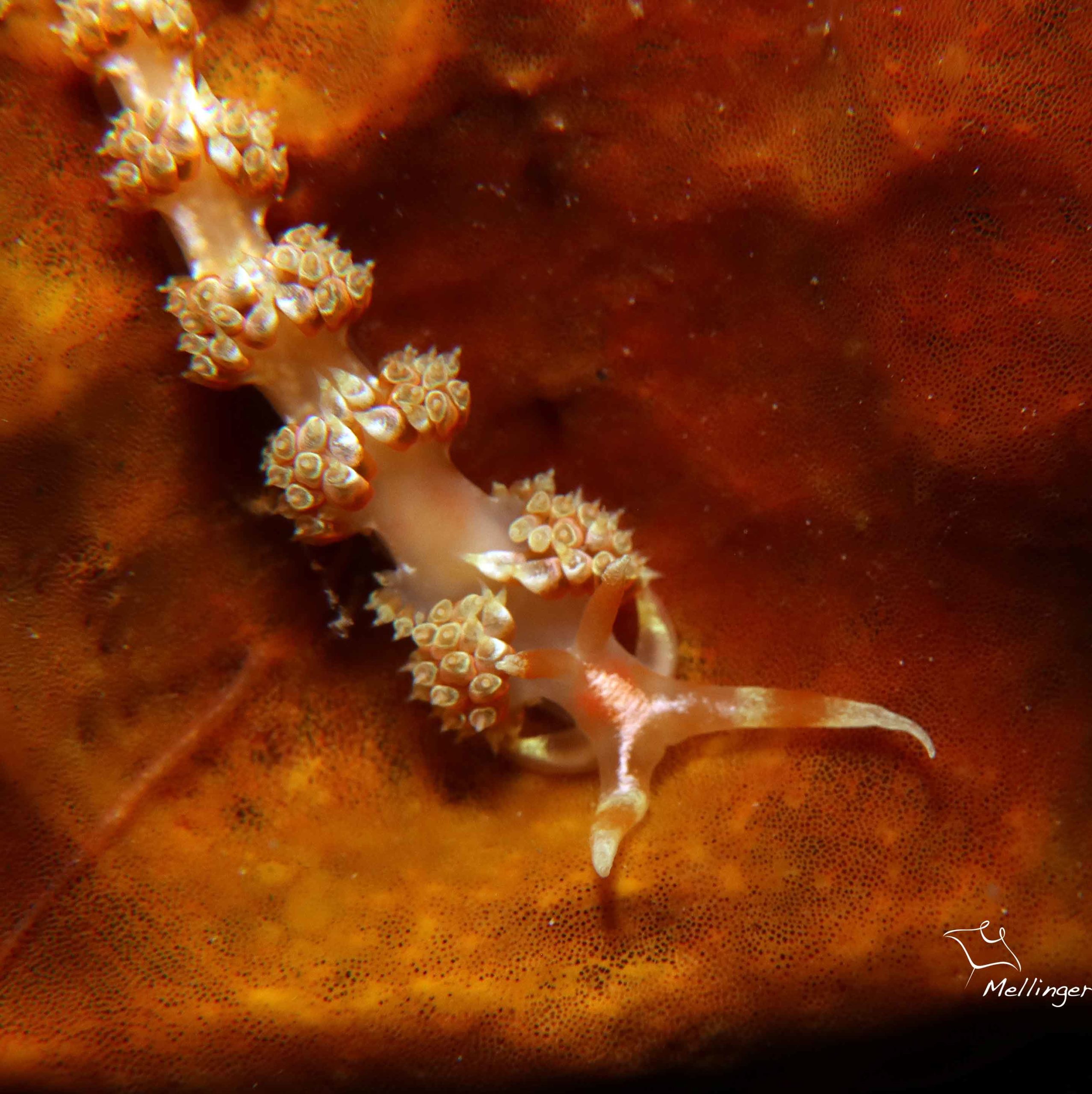Austraeolis catina