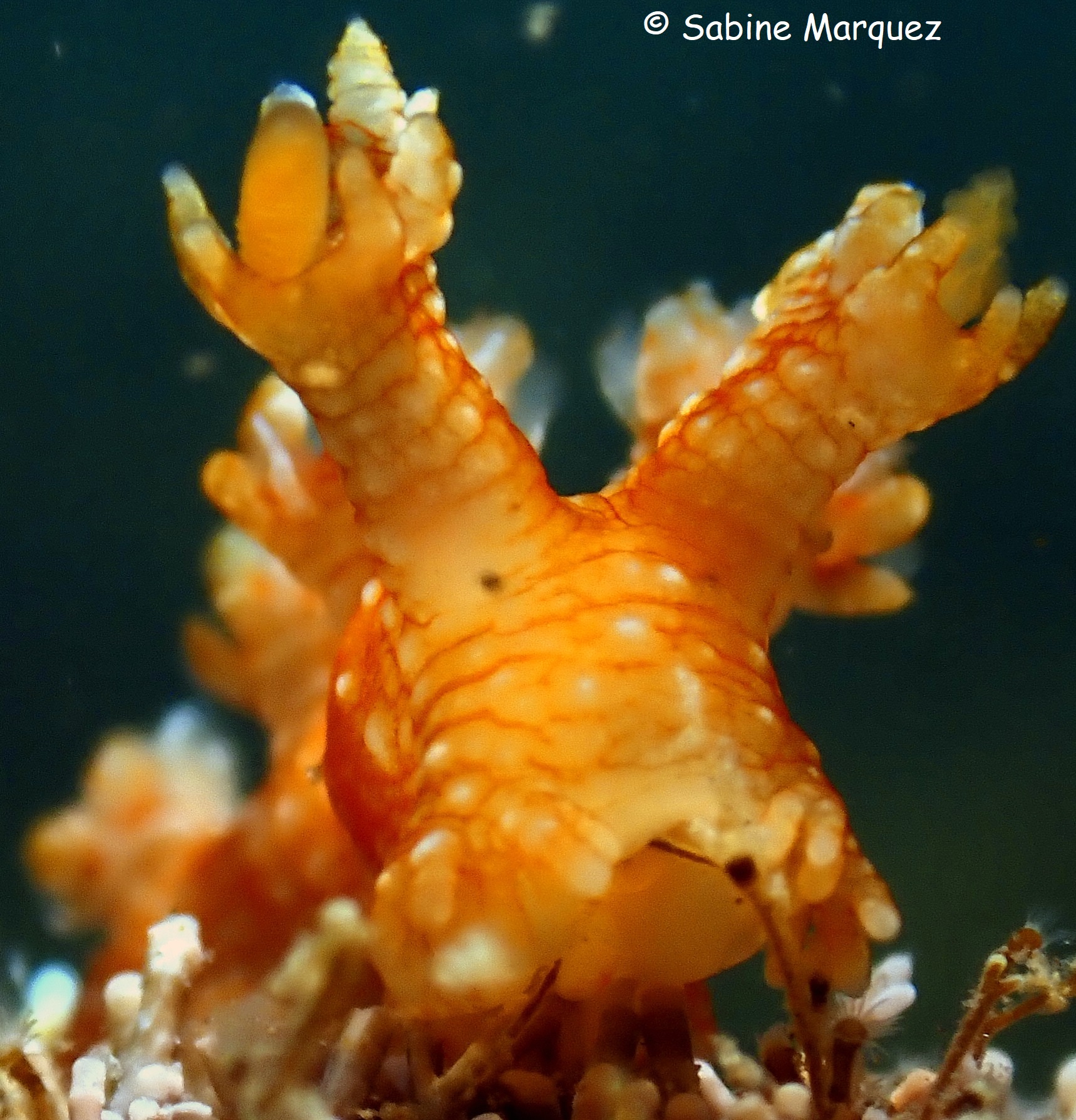 Bornella calcarata