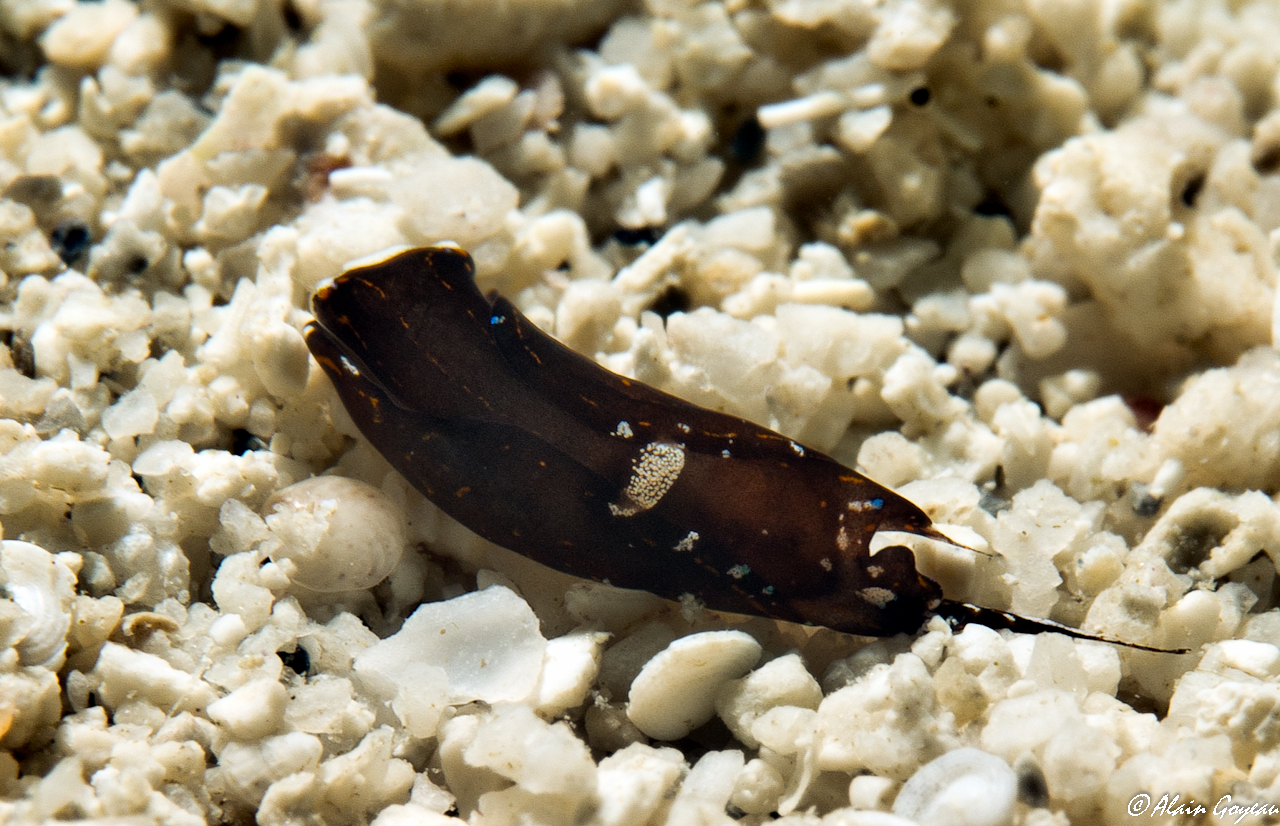 Chelidonura cubana