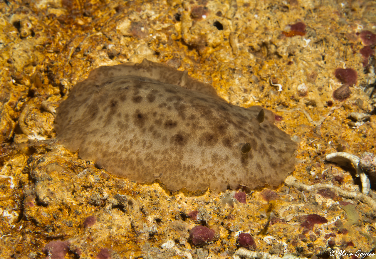 Discodoris branneri 