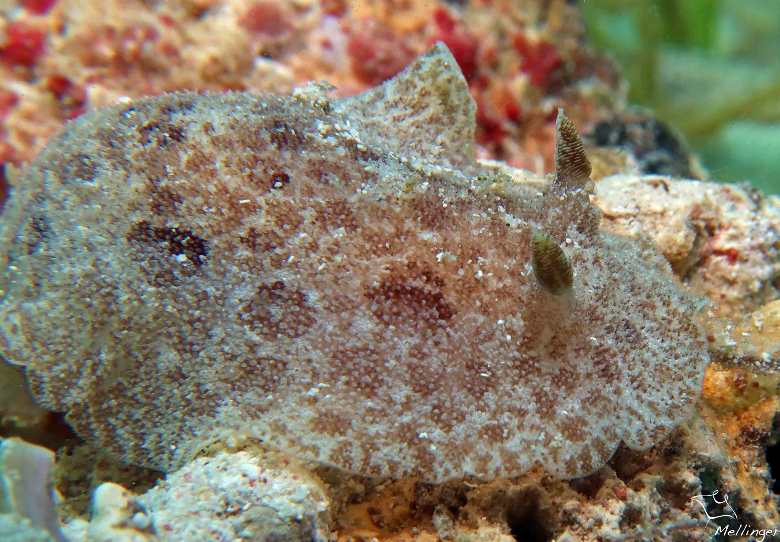 Discodoris branneri 