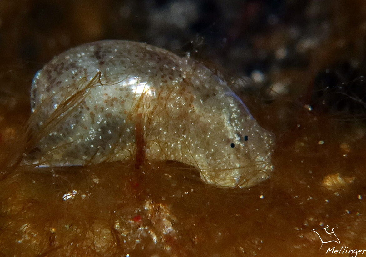 Haminoea elegans