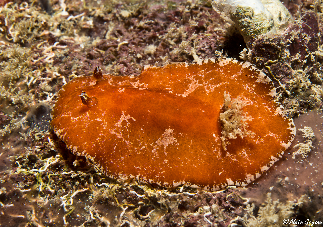 Platydoris angustipes