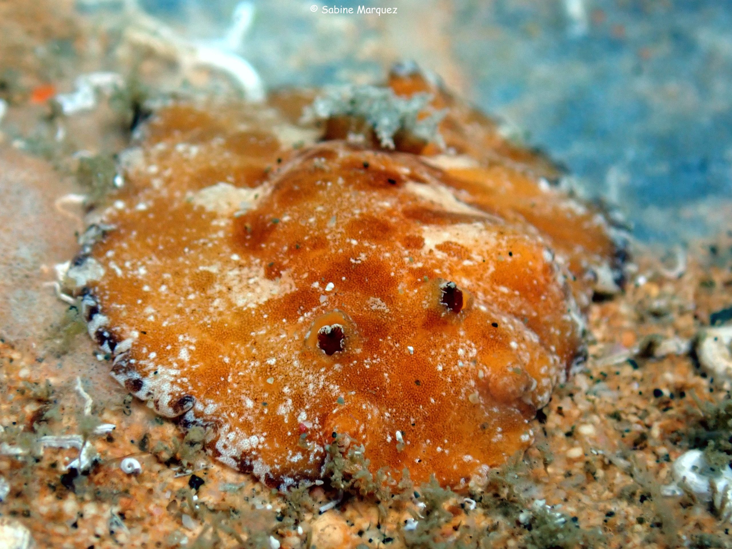 Platydoris angustipes 