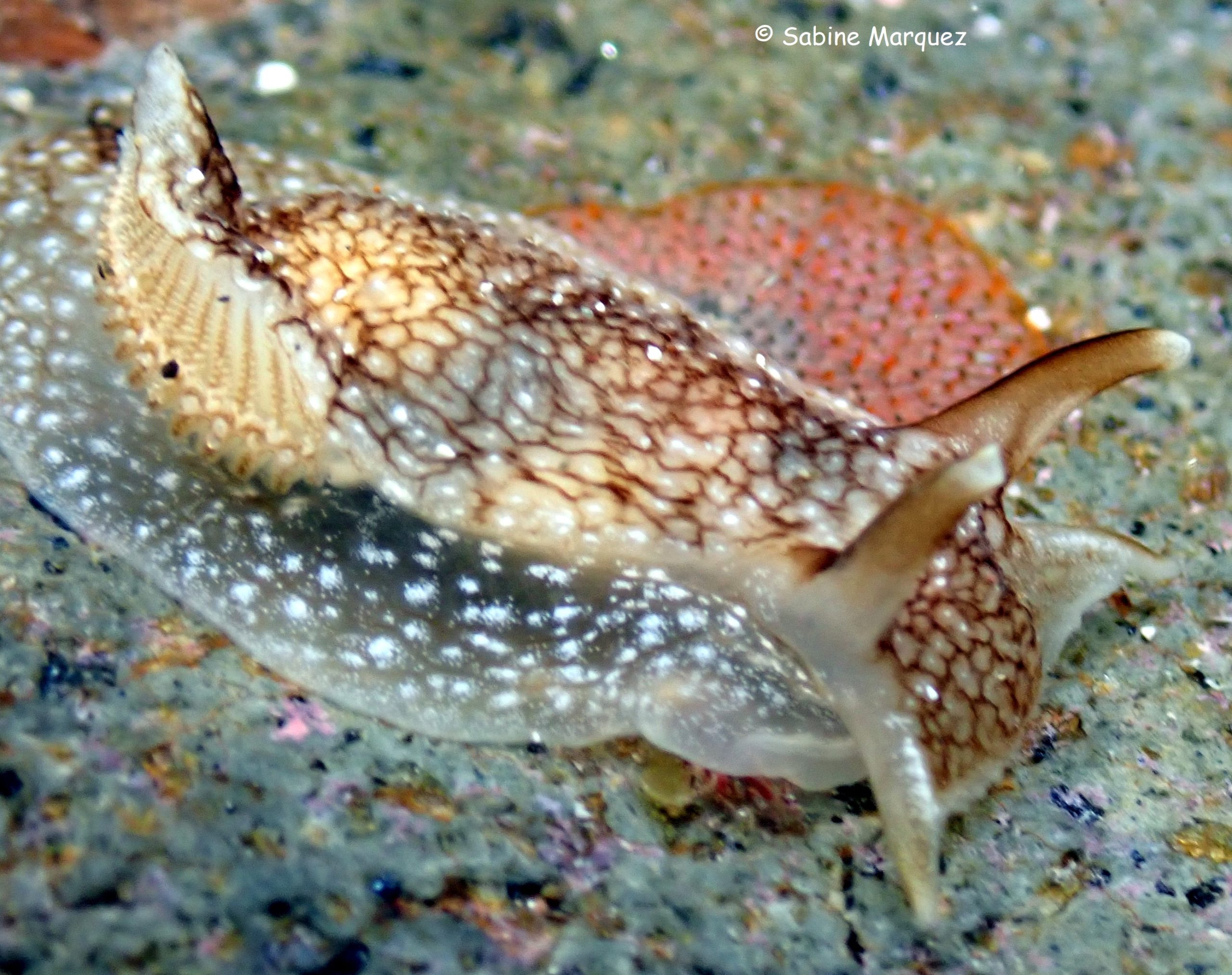 Pleurobranchaea inconspicua sabine