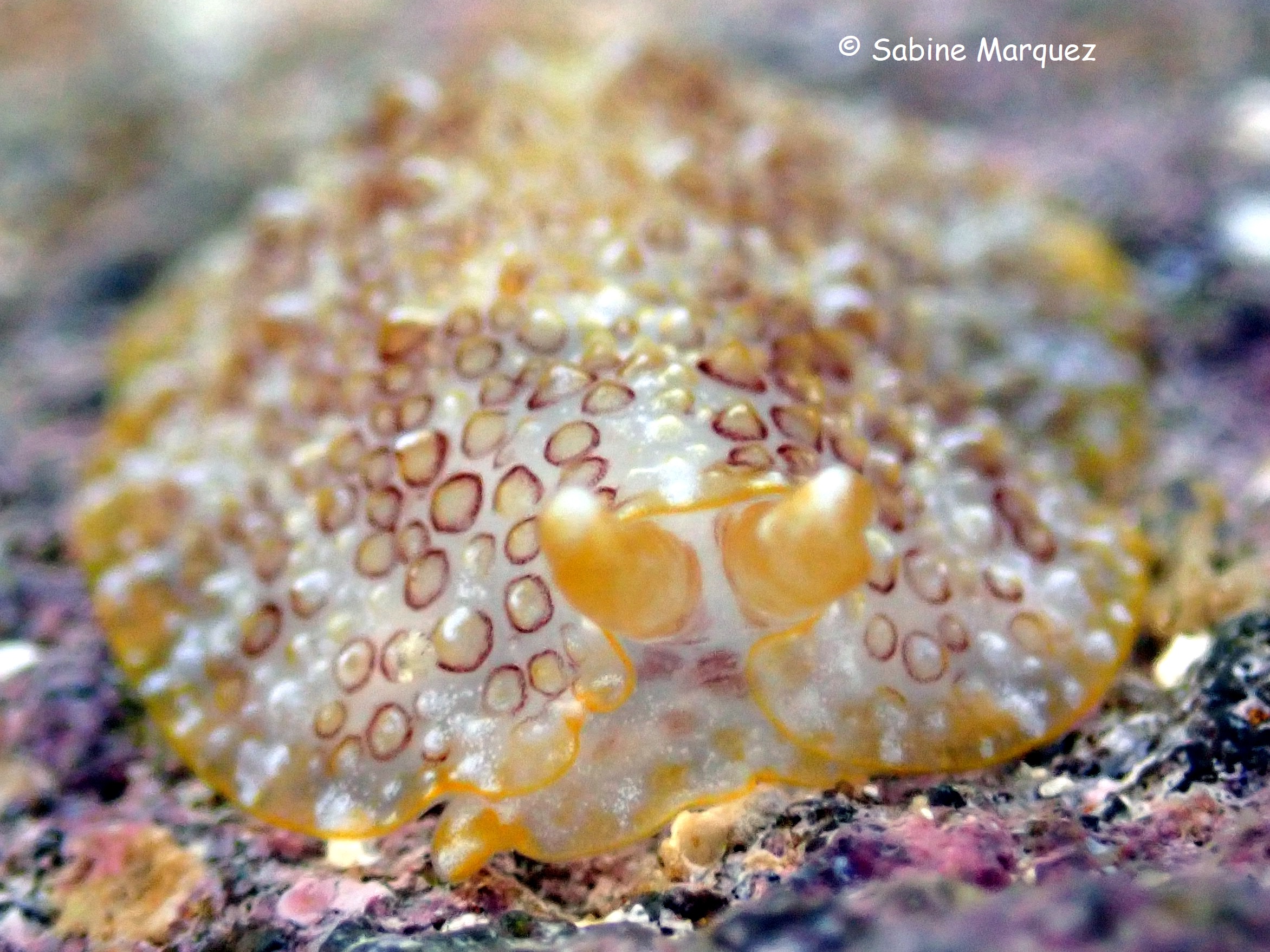 Pleurobranchus areolatus