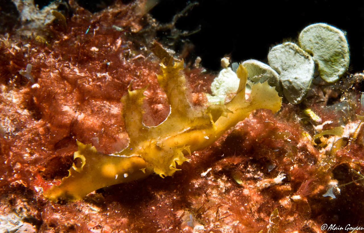 Scyllaea pelagica 