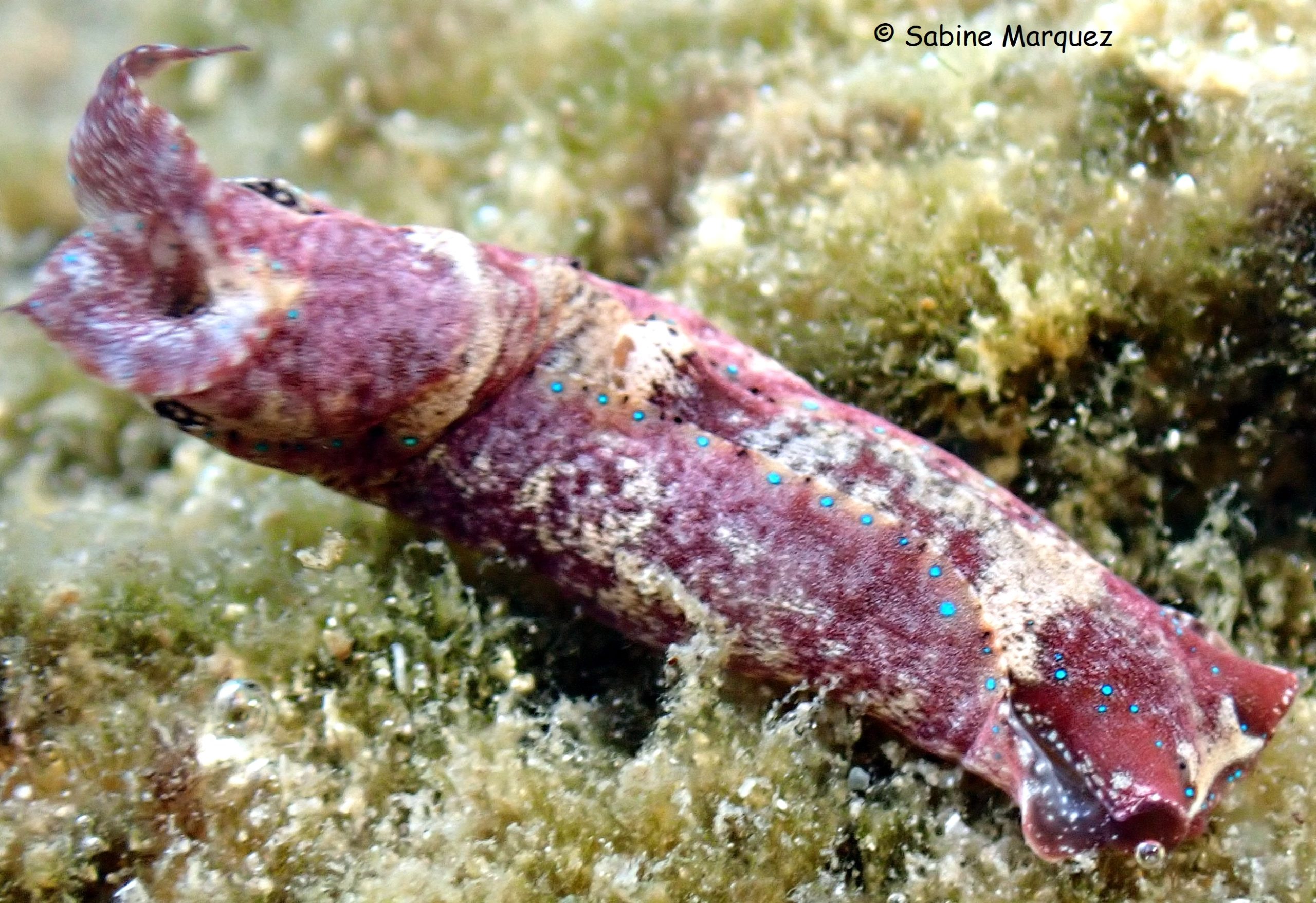 Navanax gemmatus