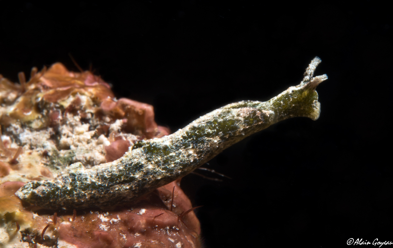 Elysia velutinus 